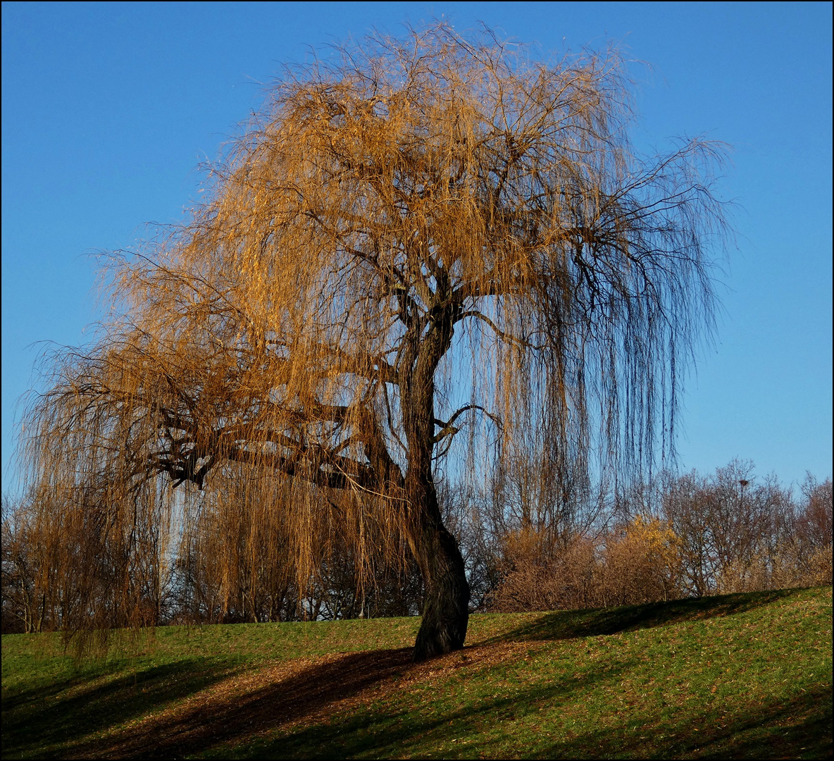 "Meine" Trauerweide im Herbstkleid