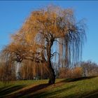 "Meine" Trauerweide im Herbstkleid