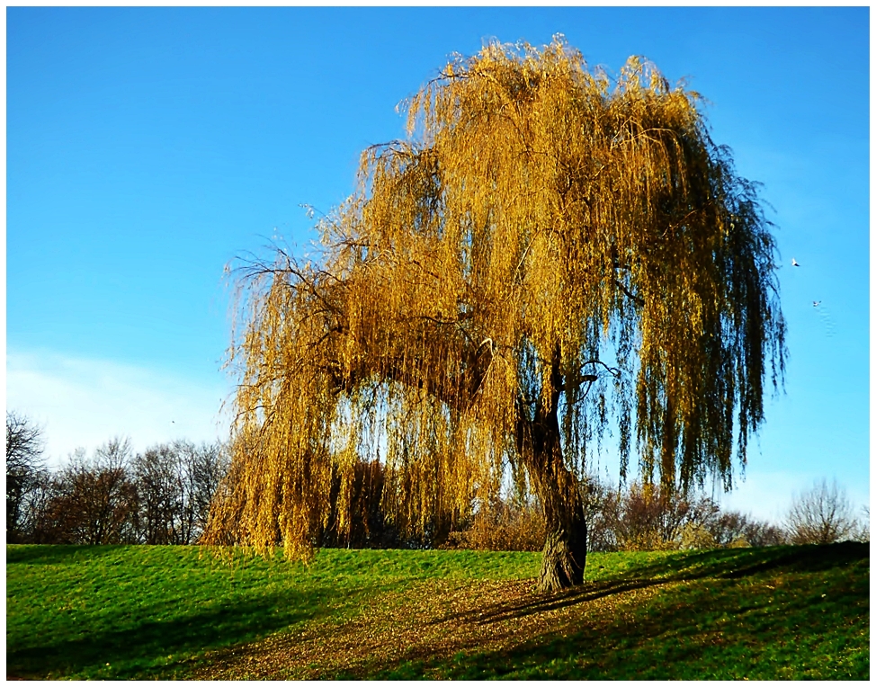 "Meine" Trauerweide im Südpark