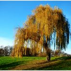 "Meine" Trauerweide im Südpark