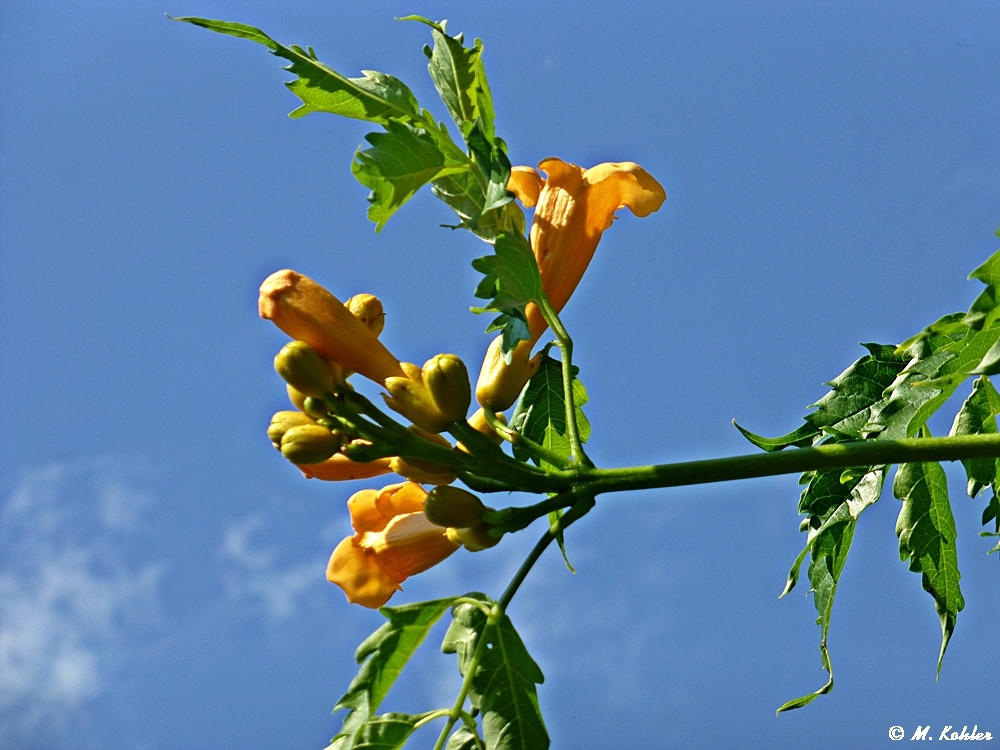 Meine Trompetenblume (Campsis)