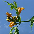 Meine Trompetenblume (Campsis)