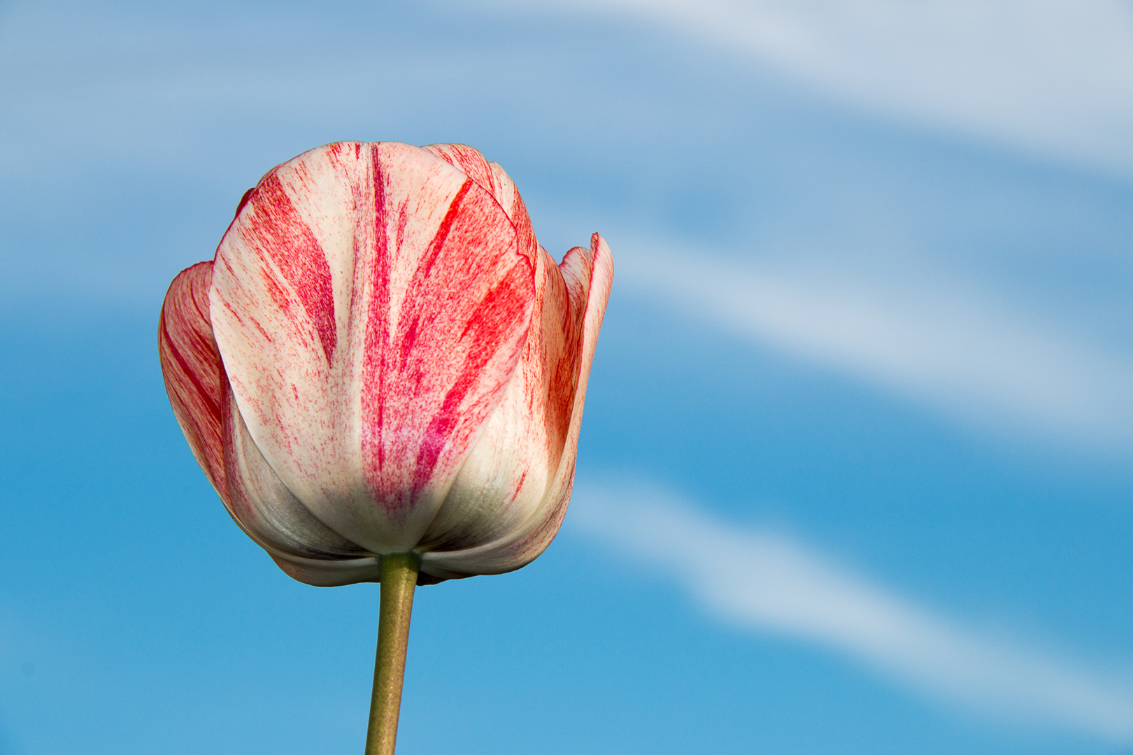 Meine Tulpe