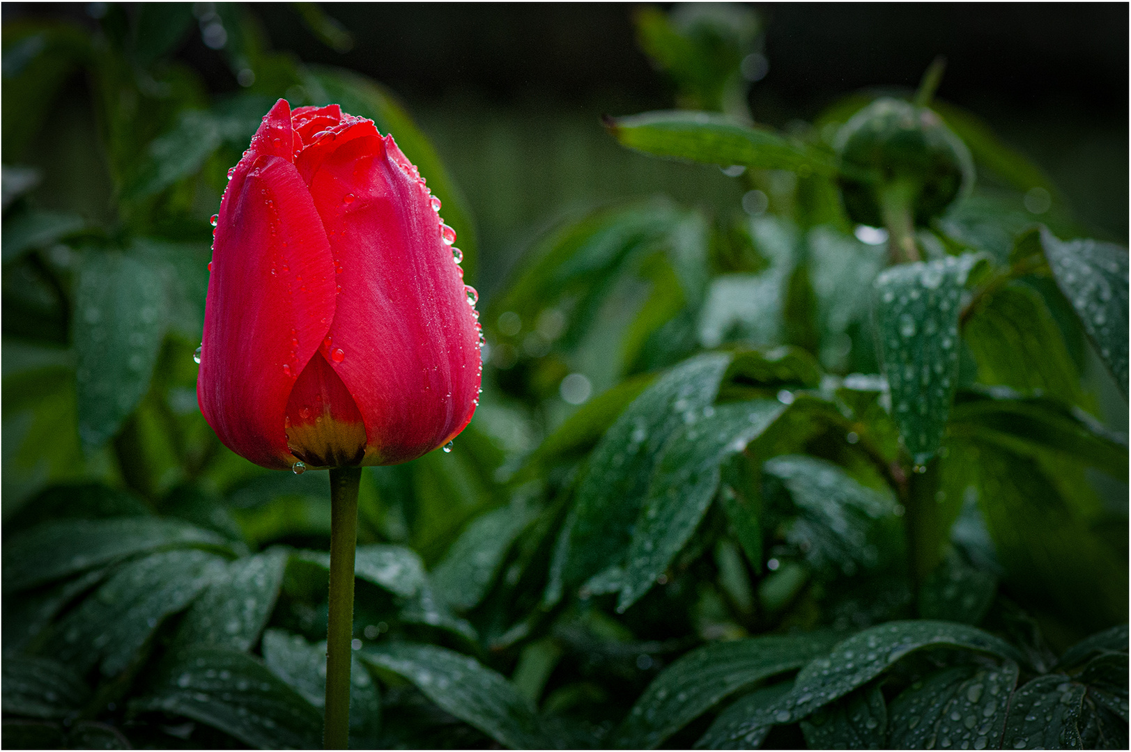 Meine Tulpe 