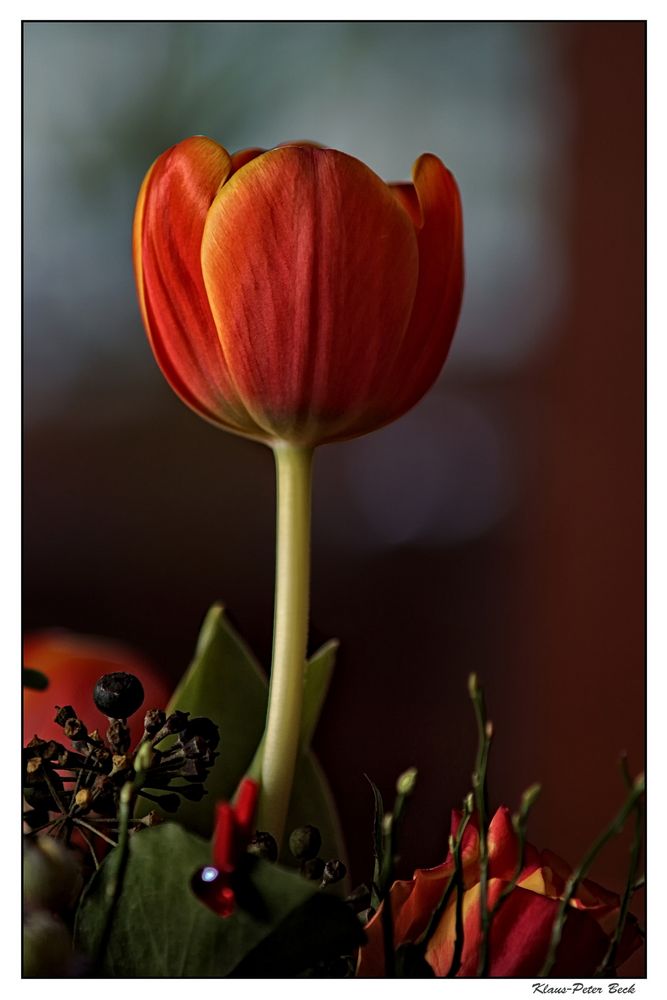 Meine Tulpe zu Ostern.....