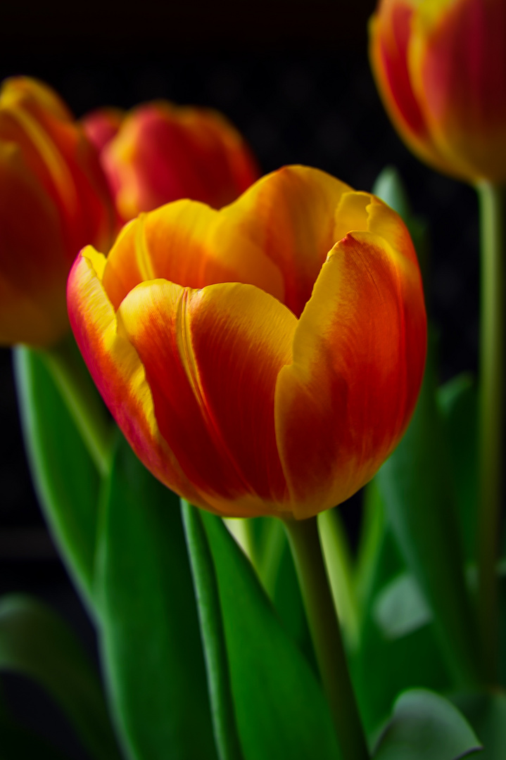 Meine Tulpe zum Mittwochsblümchen