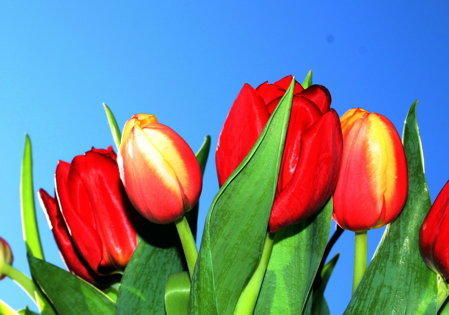 meine Tulpen