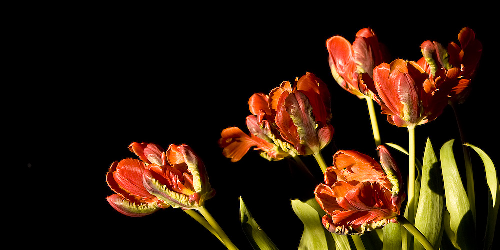 meine tulpen in der stube