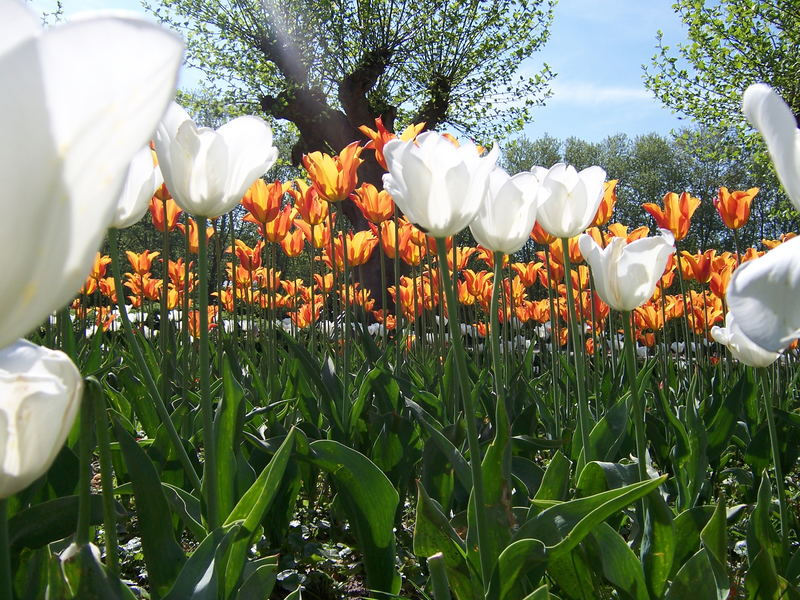 meine tulpenversion!