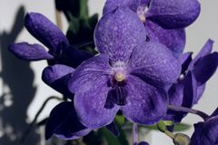 Meine Vanda