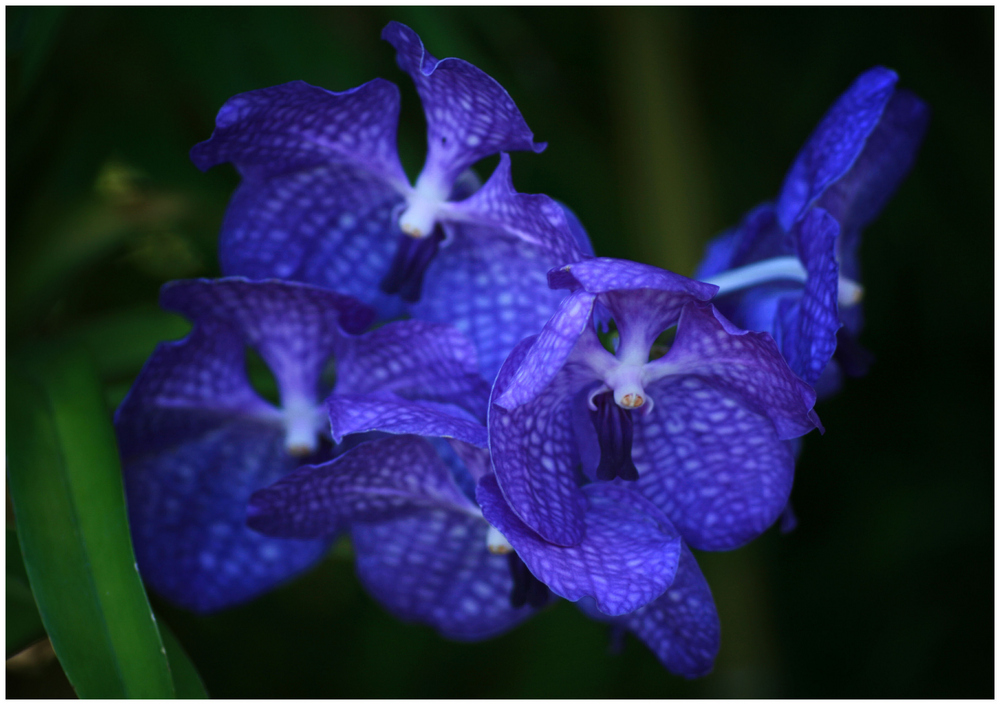 meine Vanda ...