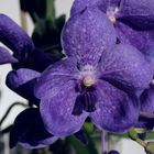 Meine Vanda