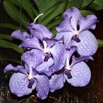 Meine Vanda