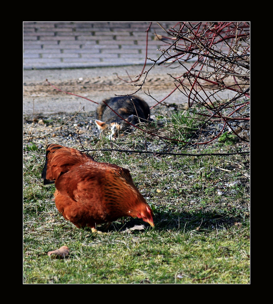 Meine verrückte Katze