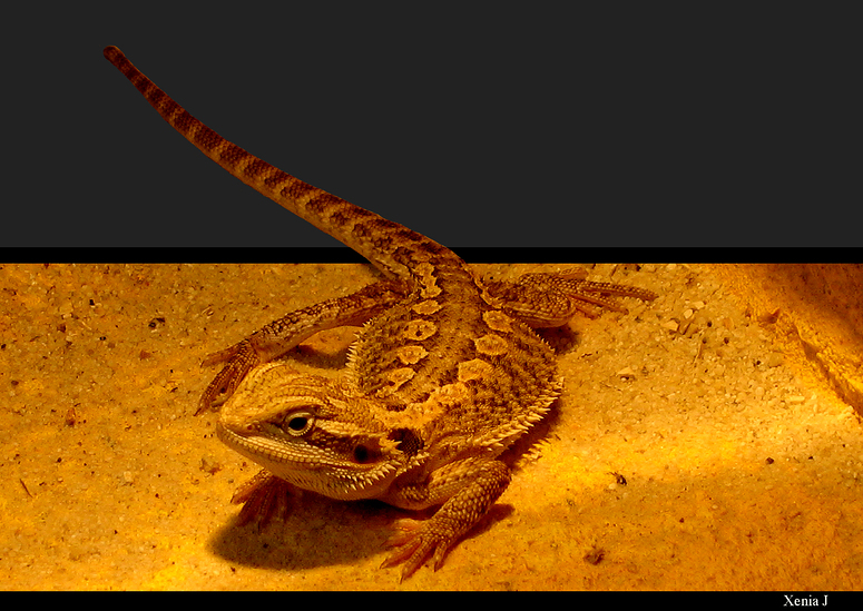 Meine verstorbene Bartagame Foto & Bild - Meine Verstorbene Bartagame Fa014715 De52 47D6 959a EeD3858cba4D