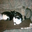 Meine vier Katzen!