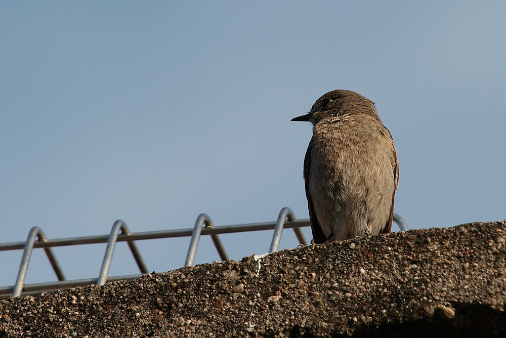 "Meine" Vögel (5)