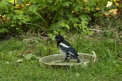 "Meine Vogeltränke " :O)