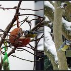 meine Vogelwelt im Winter 