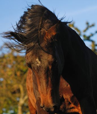 Meine Vollblutaraberstute Dayasha