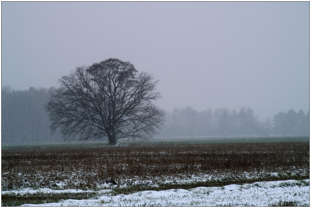 Meine Wahl im November