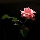Meine wahrscheinlich letzte Rose aus dem Garten