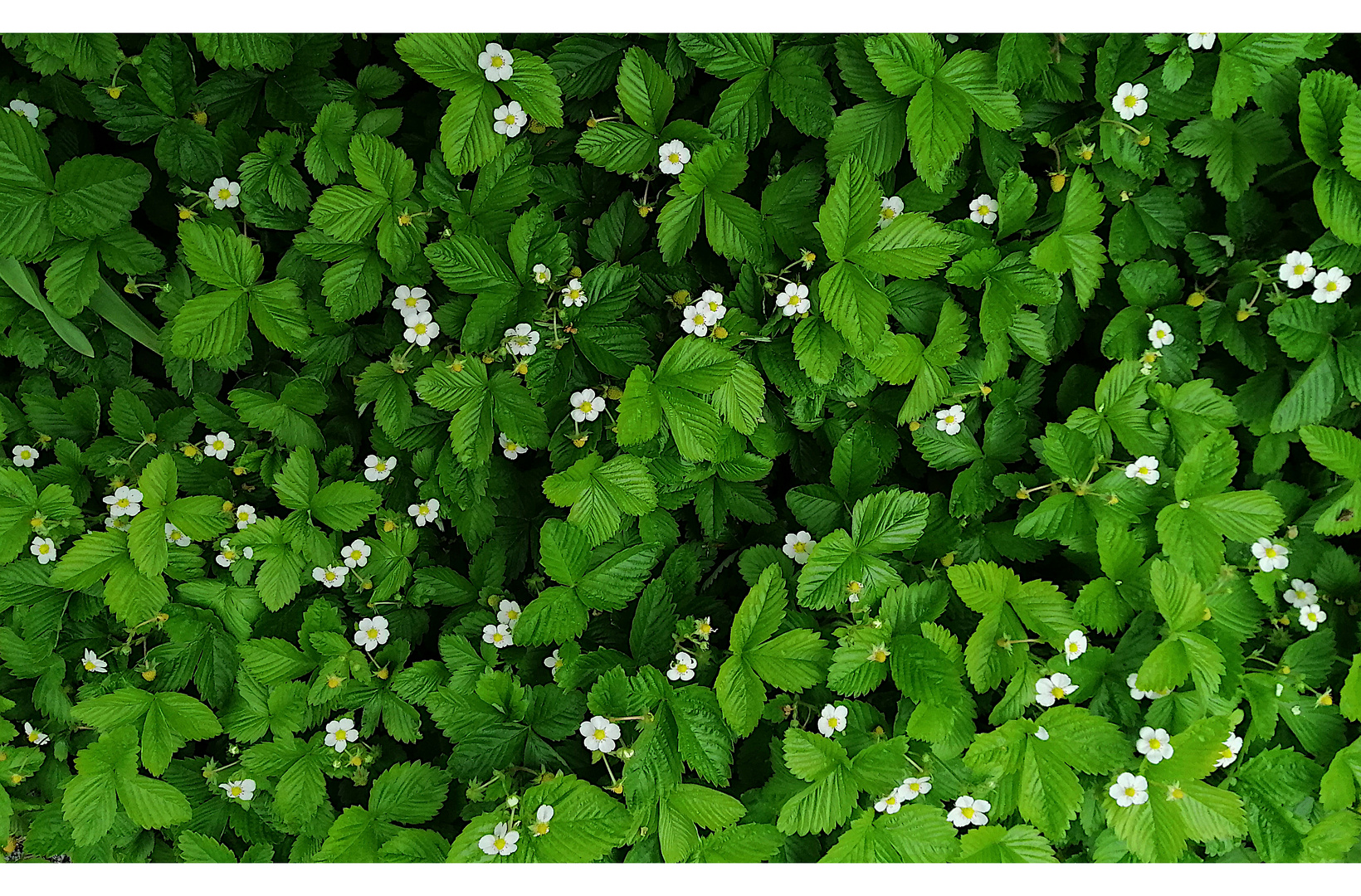 Meine  Walderdbeeren