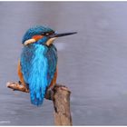 --- Meine Wasserfreunde ----- ( Alcedo atthis )