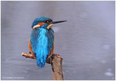 --- Meine Wasserfreunde ----- ( Alcedo atthis )