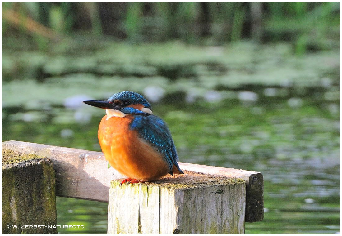 --- Meine Wasserfreunde I. --- ( Alcedo atthis )