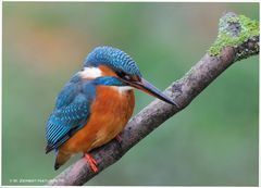 --- Meine Wasserfreunde II. --- ( Alcedo atthis )