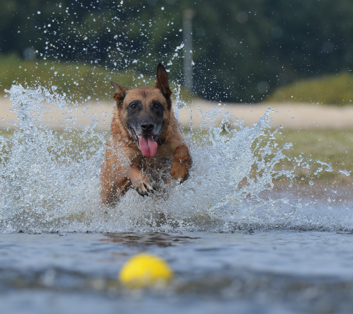 Meine Wasserratte