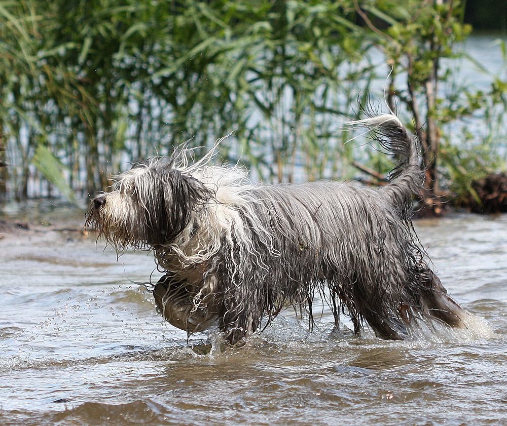 Meine Wasserratte...