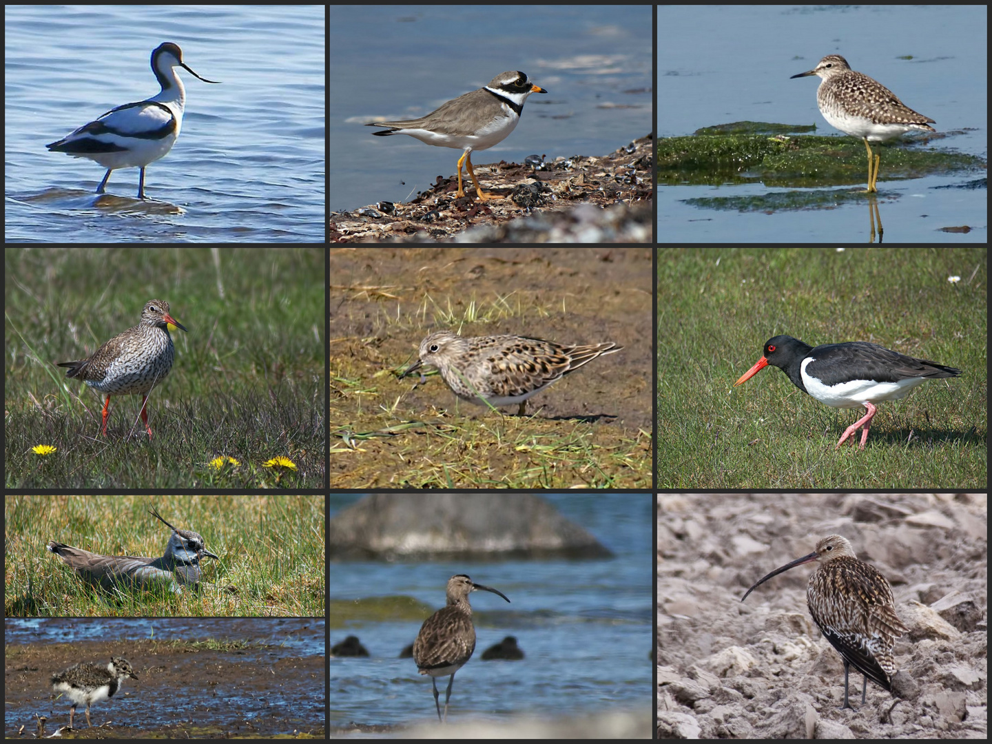 meine Watvögel auf Öland im Mai 2017