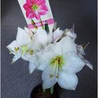 Meine Weihnachts-Amaryllis ...