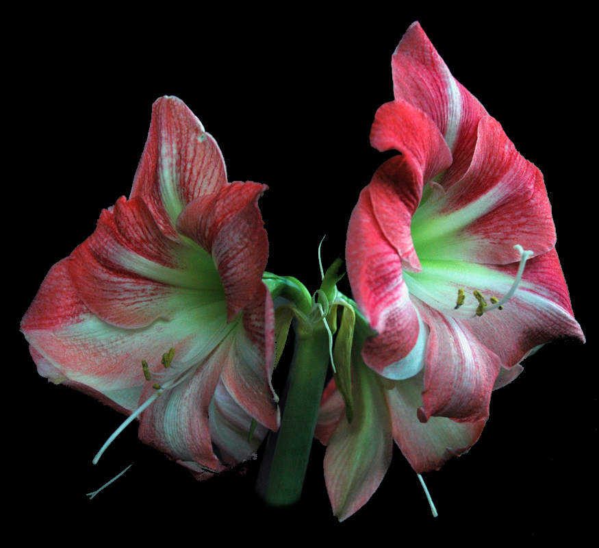 meine Weihnachtsamaryllis