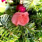 Meine Weihnachtsrose für alle lieben 