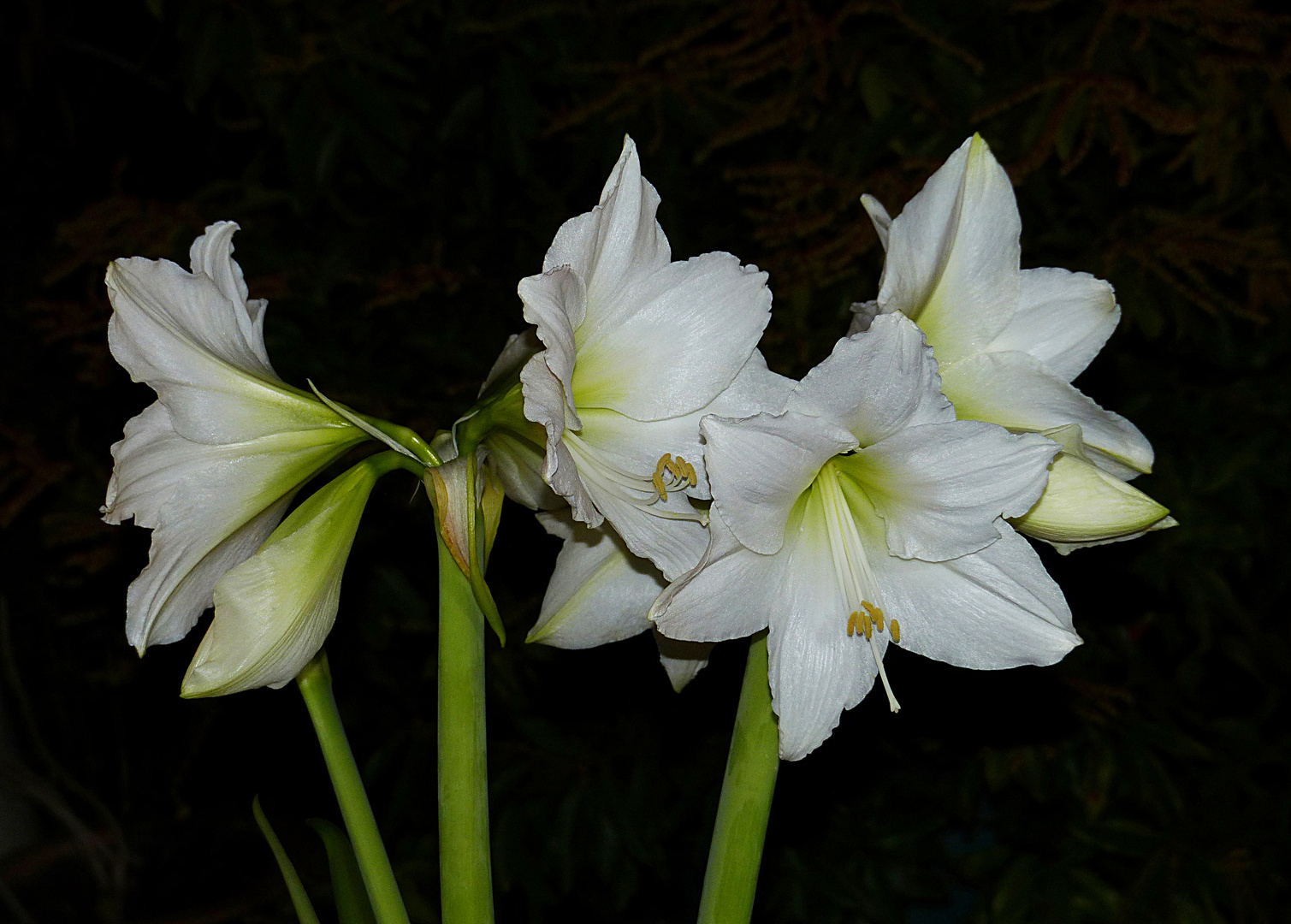 Meine weisse Amaryllis