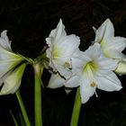 Meine weisse Amaryllis