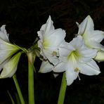 Meine weisse Amaryllis