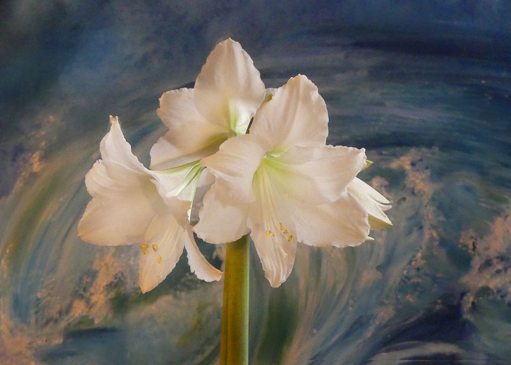 Meine weisse Amaryllis