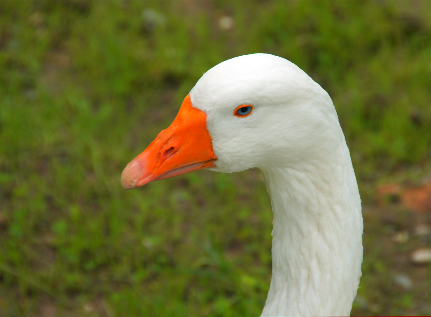 ..meine weisse Gans.. Foto & Bild tiere, haustiere, nutztiere Bilder auf