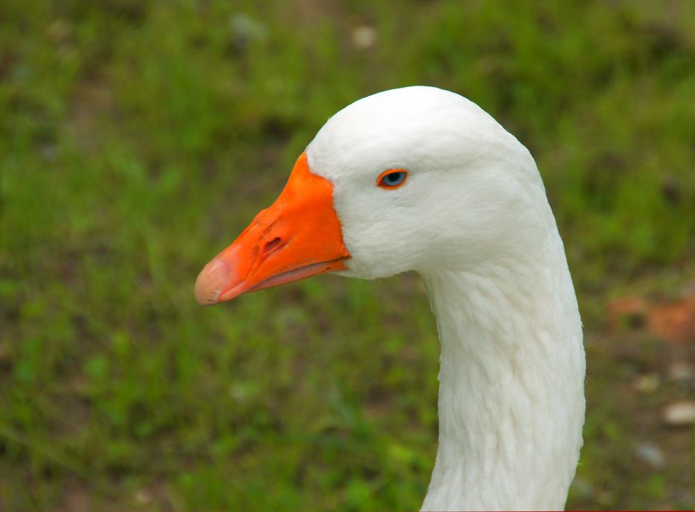 ..meine weisse Gans.. Foto & Bild | tiere, haustiere, nutztiere Bilder