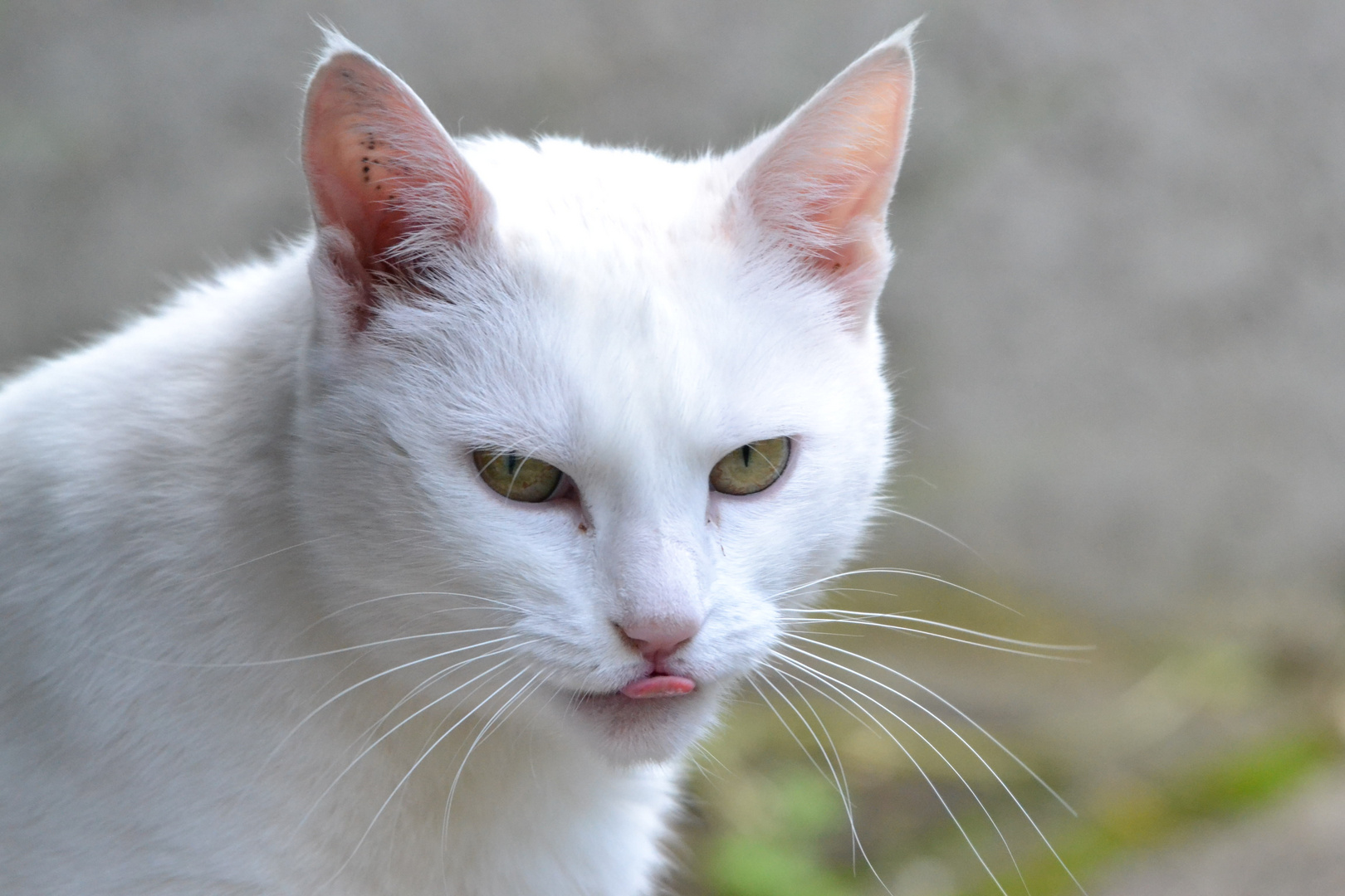 Meine weiße Katze streckt mir die Zunge raus...Frechheit!!!