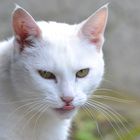 Meine weiße Katze streckt mir die Zunge raus...Frechheit!!!