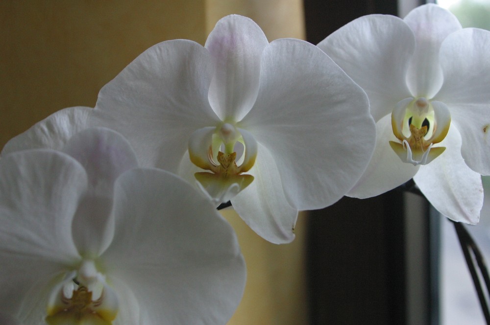 Meine weiße Orchidee
