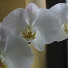 Meine weiße Orchidee