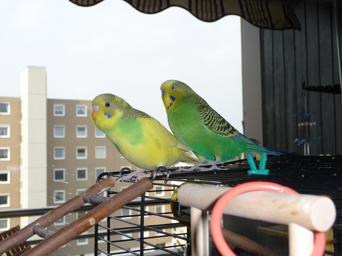 Meine Wellis Charly und Hansi