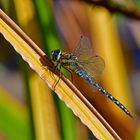 Meine Welt ist bunt - na und! Herbstmosaikjungfer (Aeshna mixta)