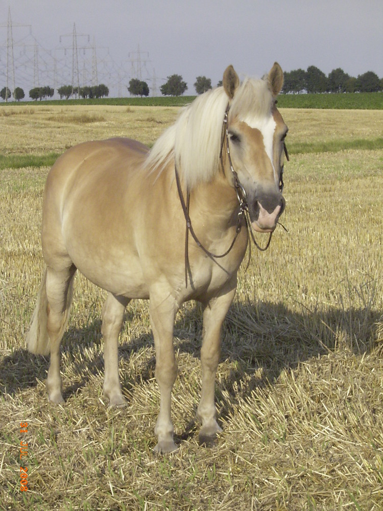 Meine Westernstute Aspirants Merle